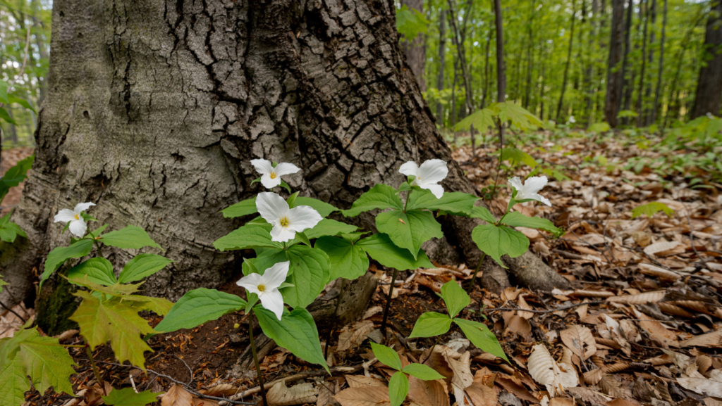 Appel projet printemps 2026 - Laval Weekly