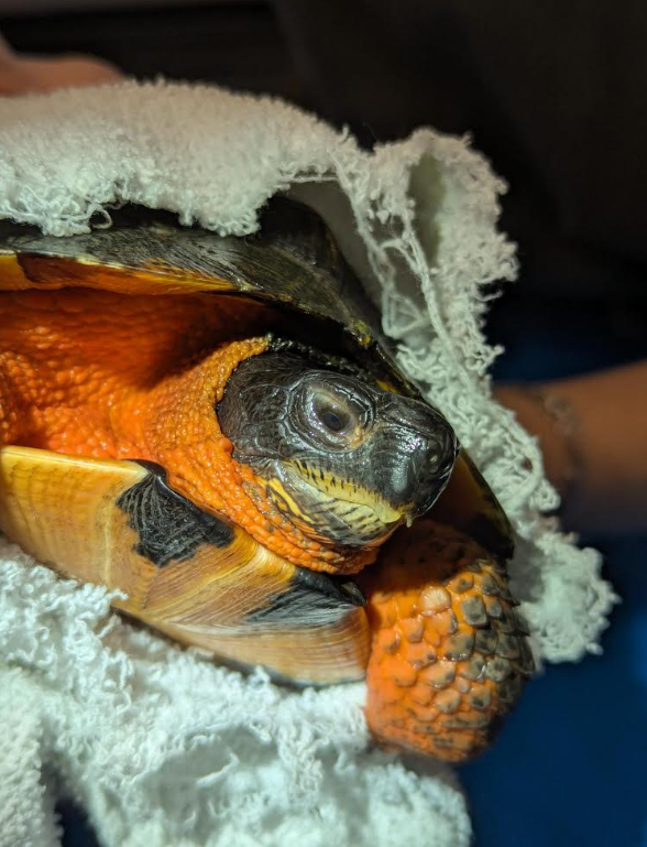 Margurite turtle - Laval Weekly
